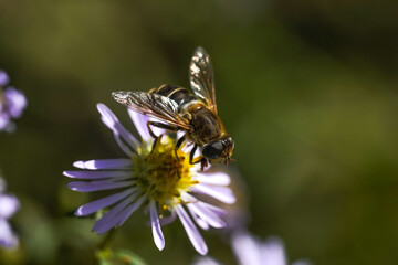 A hornet-mimic hoverfly Volucella zonaria, Family Tachnidae 