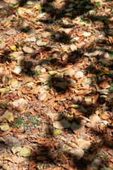 Autumn background: yellowed dry chestnut leaves on the ground in the rays of the sun and spots of shadow