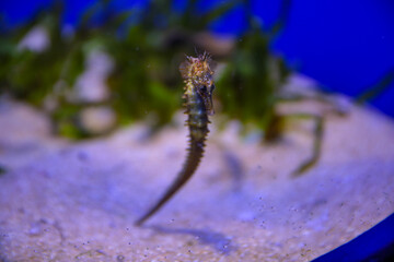 Obraz na płótnie Canvas A seahorse in a spacious aquarium on a blue background. Underwater life. A giant saltwater aquarium. Relaxation and therapy for kids in the aquarium.