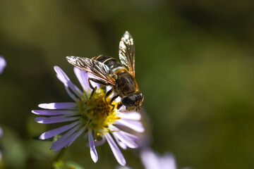 A hornet-mimic hoverfly Volucella zonaria, Family Tachnidae 