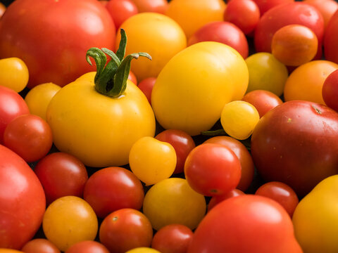 Collection of red, orange and yellow tomato cultivars