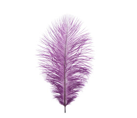 Beautiful Purple fluffy feather isolated