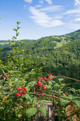 Fototapeta na wymiar wild blackberries and views of nature and mountains .Blackberries Growing in the Mountains