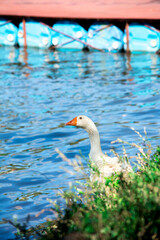 ganzo en la laguna 