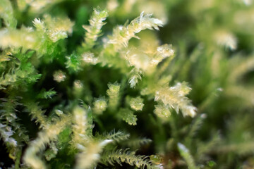 Macro of bryum moss Pohlia nutans with dew drops on forest floor over dark green background