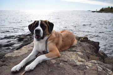 St Bernard on MN North Shore