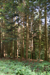 Sun shining in a forest ,sunshine and sun rays in the woods