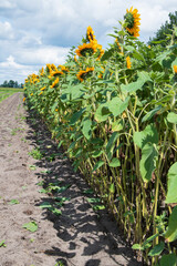 Ein Sonnenblumenfeld zum selberpflücken. Eine gute Einnahmequelle für Landwirte.