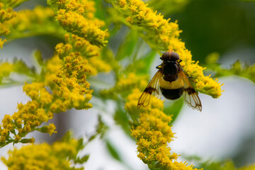 
big fly on yellow flowers close up