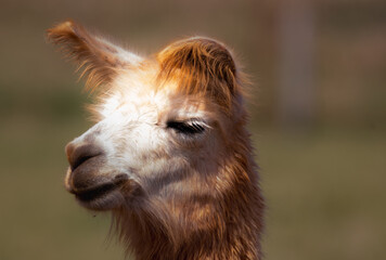 Fototapeta premium zamknąć głowę lamy