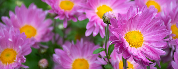 Field of bright pink daisies after rain: place for text, close up, selective focus 