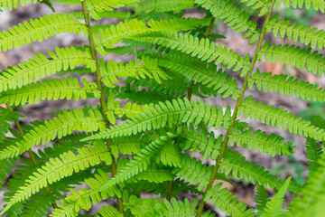 
green forest fern leaves close-up for background and text