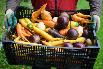A gardener holding plastic crate with vegetables: carrot, beetroot and potatoe