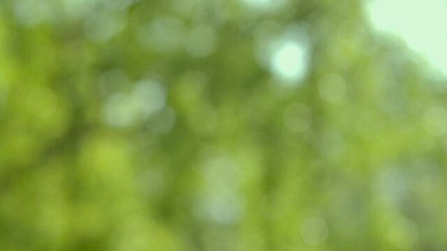 Sun through the willow foliage. Nature background. Beautiful Sun shine through the blowing on wind tree green leaves. Blurred abstract bokeh with sun flare. Slow motion. Close up.