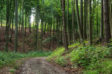 Binowo 03/09/2020 Puszcza Bukowa - a forest complex located in the south-eastern districts of Szczecin on the Bukowe Hills. It is part of the Szczecin Landscape Park