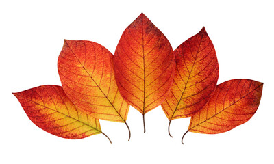 autumn leaves on white background with clipping path.