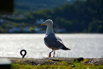 Möwe auf einem Felsen in Drøbak, Seemöwe, Sommer in Drobak am Oslofjord in Norwegen
