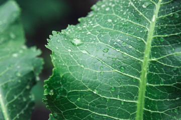 Large green leaf with water drops. Macro mode