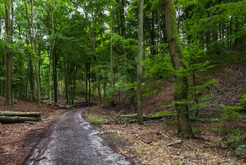 Binowo 03/09/2020 Puszcza Bukowa - a forest complex located in the south-eastern districts of Szczecin on the Bukowe Hills. It is part of the Szczecin Landscape Park