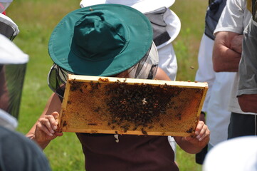 Beehive Box Tray Inspection