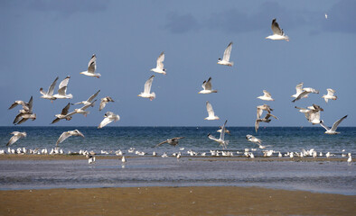 Möwen am Strand von Quineville