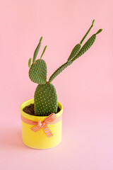 Scientific name: Opuntia humifusa,cactus plant on pastel pink tone background