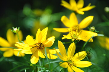 Fototapeta na wymiar Flower Yellow 