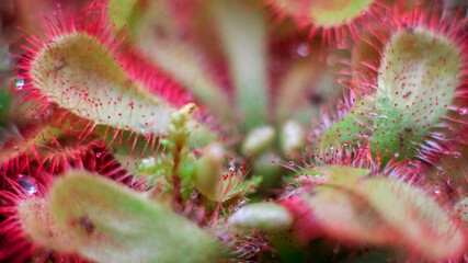 Drosera rotundifolia, the round-leaved sundew or common sundew, a carnivorous plant, close up