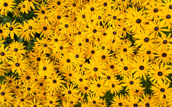 Yellow Flowers From Above Filling The Hole Picture