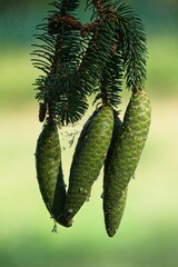 Close up of natural Christmas tree pine cones