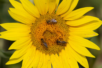 Close up of bees collecting nectar in a sunflower