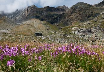 Fototapeta premium Pink flowers of Alpine willowherb, Chamaenerion fleischeri, in an alpine landscape, in the background the moraine of a disappeared glacier