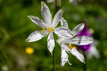 Close-up of white mountain lily (Paradisea liliastrum) flowers along the path to Mandron refuge in the Mandrone basin, Adamello group, Italy.