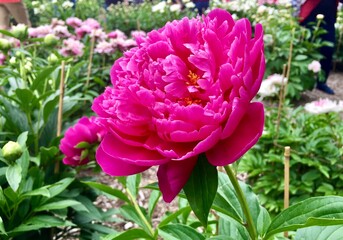 Deep pink peony flower in botanical garden.  