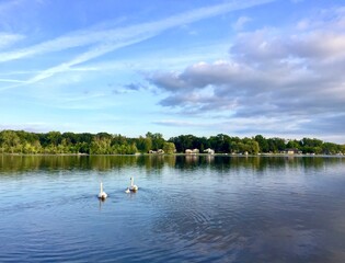 Swan family peacefully swimming in the lake, Michigan. Family life