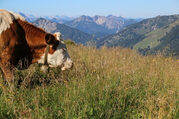 Fototapeta na wymiar Nahaufnahme einer Kuh in den Alpen