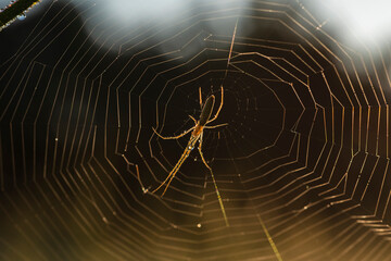 araña
