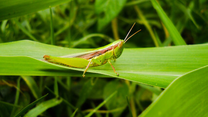 grasshopper