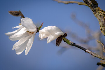Weiße Magnolienblüten am Baum Nahaufnahme makro