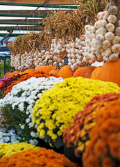  Pumpkin and fall colours at the Market
