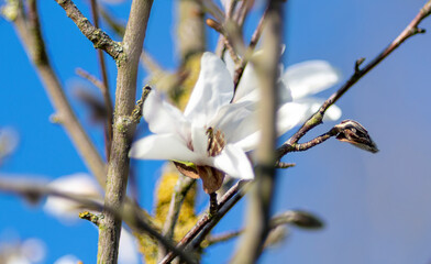 Weiße Magnolienblüten am Baum Nahaufnahme makro