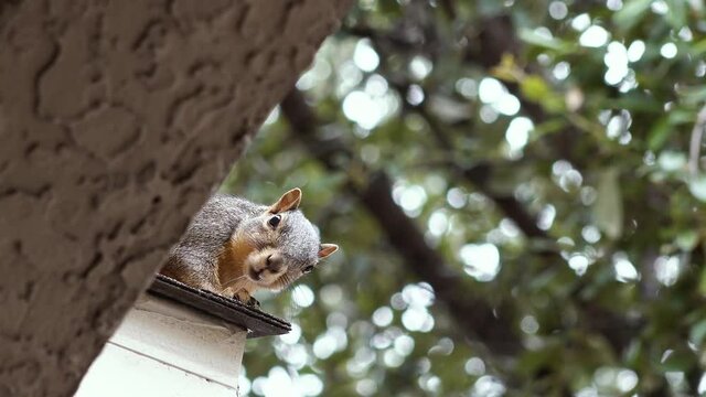 A squirrel on the roof of an apartment building in Dallas Texas on a September morning.