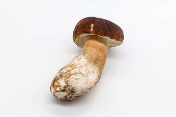 Boletus edulis  isolated on background close up food health