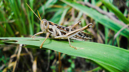 grasshopper