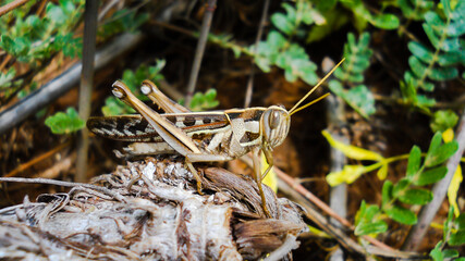 grasshopper