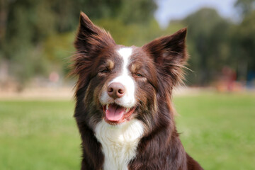 Smiling charming adorable sable red merle and white border collie male outdoors portrait on spring time with park background. Most clever dogs breed in the world - herding border collie 