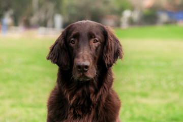 Chocolate brown flat coated purebred retriever portrait with fresh green field background. Smartest pedigreed funny attractive flat retriever smiling outdoors on spring summer day.Fur family member