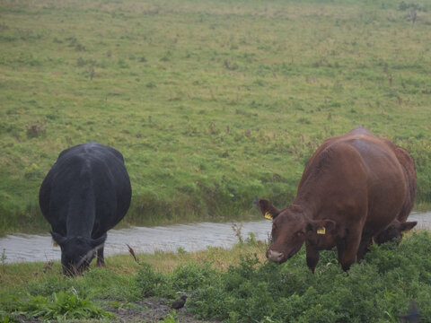 Rickelsb&uuml;ller Koog, Cows 