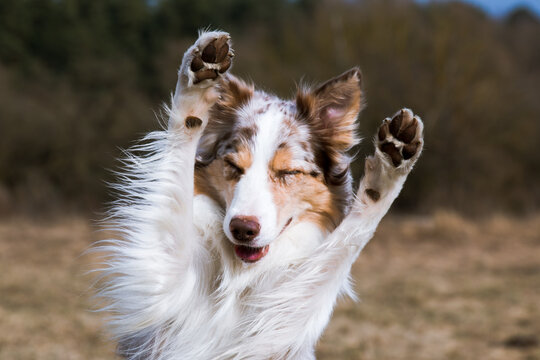 Smiling charming adorable sable red merle and white border collie male outdoors doing tricks with background green grass and blue sky. Funny most clever dogs breed in the world herding border collie 