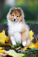 Stunning nice fluffy sable white shetland sheepdog puppy, sheltie standing outside on stump on a sunny autumn day. Small, little cute collie dog, lassie portrait in autumn time with green background